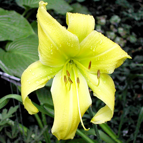 Hemerocallis Big Bird